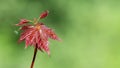 Young leaves of Japanese maple. Acer palmatum Royalty Free Stock Photo