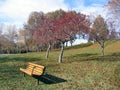 red leafed tree with park bench Royalty Free Stock Photo