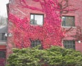 Red Leafed Vines Growing up Red Brick Building