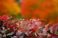 Red leafs background Royalty Free Stock Photo