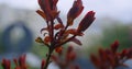 Red leafs blossoming on branch in cozy city park. Tranquil floral scene.