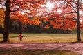 Red leafs in park Pavlovsk, Russia