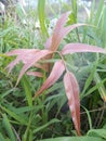 red leafy wild plant, small elongated shape