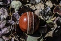 Red leather cricket ball on a autumn bed.