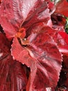 Red leave, red leaf, gardening plant