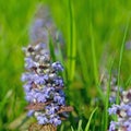 Red-leaved Bugle, Ajuga reptans, close-up Royalty Free Stock Photo