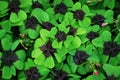 Red-leaved clover