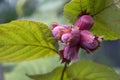 Red-leaved hazelnut closeup with blurred outdoors