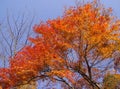 Red leaves