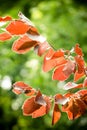 Red leaves