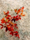 Red leaves Royalty Free Stock Photo