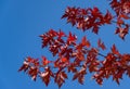 Red leaves of Acer freemanii Autumn Blaze on blue sky background. Close-up of fall colors maple tree leaves in resort area