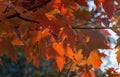 Red leaves of Acer freemanii Autumn Blaze on blue sky background.