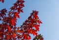 Red leaves of Acer freemanii Autumn Blaze on blue sky background. Close-up of fall colors maple tree leaves in resort area