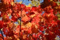 Red leaves of Acer platanoides, also known as Norway maple tree in an autumn garden, view from below towards grey sky Royalty Free Stock Photo