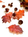 Red leaves and acorns of canadian northern oak on a white background Royalty Free Stock Photo