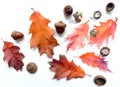 Red leaves and acorns of canadian northern oak on a white background Royalty Free Stock Photo