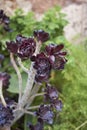 Red leaves of Aeonium arboreum atropurpureum Royalty Free Stock Photo