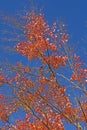 Red Leaves Against a Blue Sky
