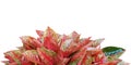 Red Leaves of Aglaonema Plant Isolated on White Background with Copy Space