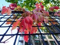 Red leaves along via Alberti at Milan, Italy Royalty Free Stock Photo