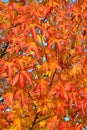 Red leaves of American sweetgum tree Royalty Free Stock Photo