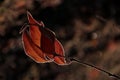 Red leaves; antumn maple leaves