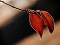 Red leaves; antumn maple leaves