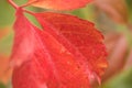 Red leaves on an apple tree Royalty Free Stock Photo