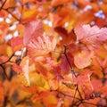Red Leaves as Autumn Natural Background