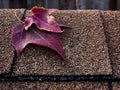 Red leaves on asphalt shingles Royalty Free Stock Photo
