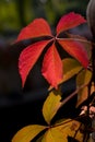 Red leaves in Autumn