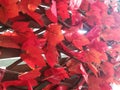 Red leaves. Autumn leaves background. Beauty in the nature. Royalty Free Stock Photo