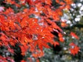 red leaves in autumn of maple tree, fall foliage Royalty Free Stock Photo