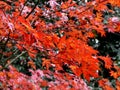 red leaves in autumn of maple tree, fall foliage Royalty Free Stock Photo