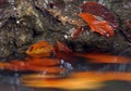 Red leaves in autumn stream