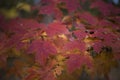 Red Leaves of Autumns beauty Royalty Free Stock Photo