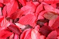Texture red autumn leaves are scattered around the table Royalty Free Stock Photo
