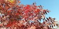 Red leaves a background of bright blue sky. Autumn nature background