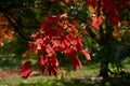 Red Leaves Backlit By The Sun With An Out Of Focus Background.