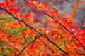 Red leaves of barberry bush in autumn season with blurred background Royalty Free Stock Photo
