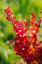 Red leaves of a barberry Bush on a background of green grass in autumn Royalty Free Stock Photo