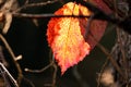 Red leaves