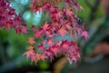 Leaves changing colors in Japan