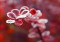 Red leaves of Berberis