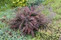 Red leaves of berberis thunbergii, Crimson Pygmy or Japanese barberry in spring garden