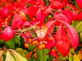 Red leaves and red berries burning bush in Fall Royalty Free Stock Photo