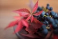 red leaves close-up macro blue berries still life bokeh background Royalty Free Stock Photo