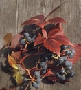 grapes blue berries red leaves close-up macro texture wood background Royalty Free Stock Photo