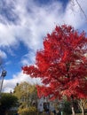 Red leaves with blue sky and white clouds in Autumn